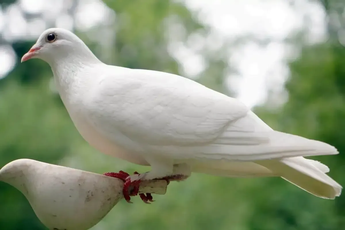 Spiritual Meanings of White Dove as Spirit Animal