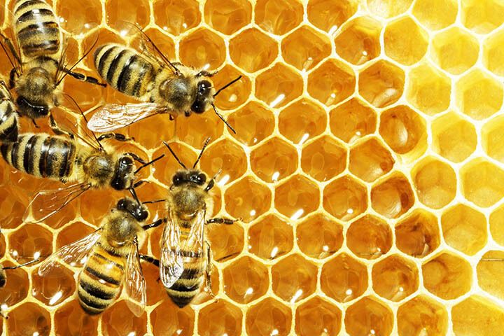 The Spiritual Meaning of Honey in a Dream: An Insightful Guide