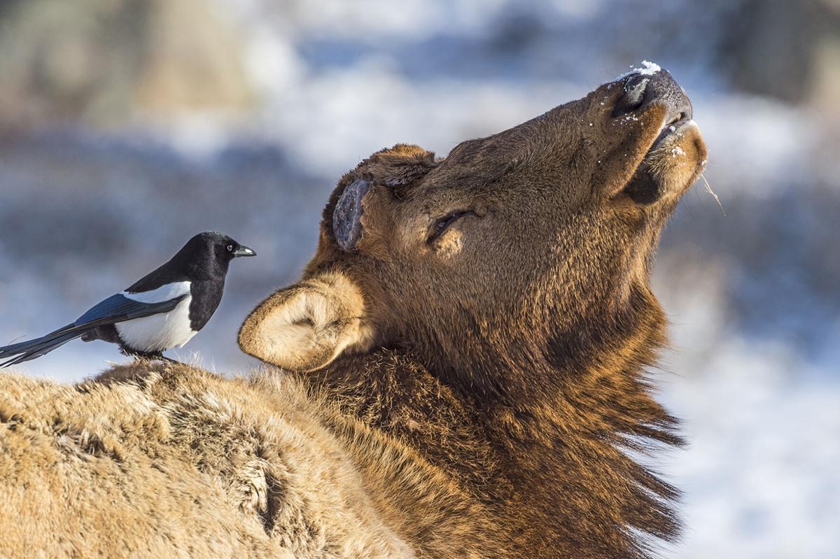 What Does it Mean When a Bird Crosses Your Path: Deciphering Important Message