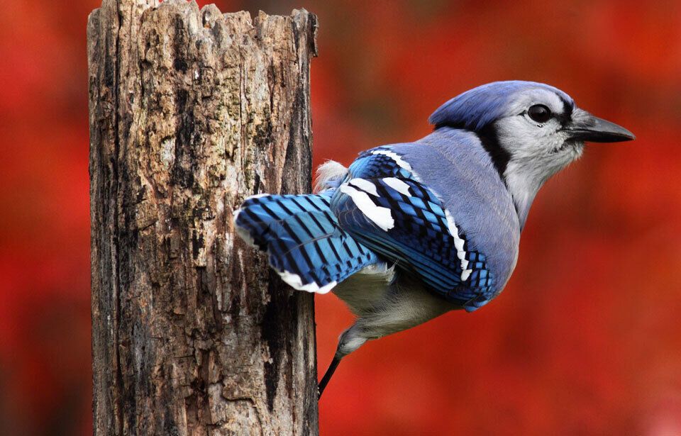 What Does it Mean When a Bird Crosses Your Path: Deciphering Important Message