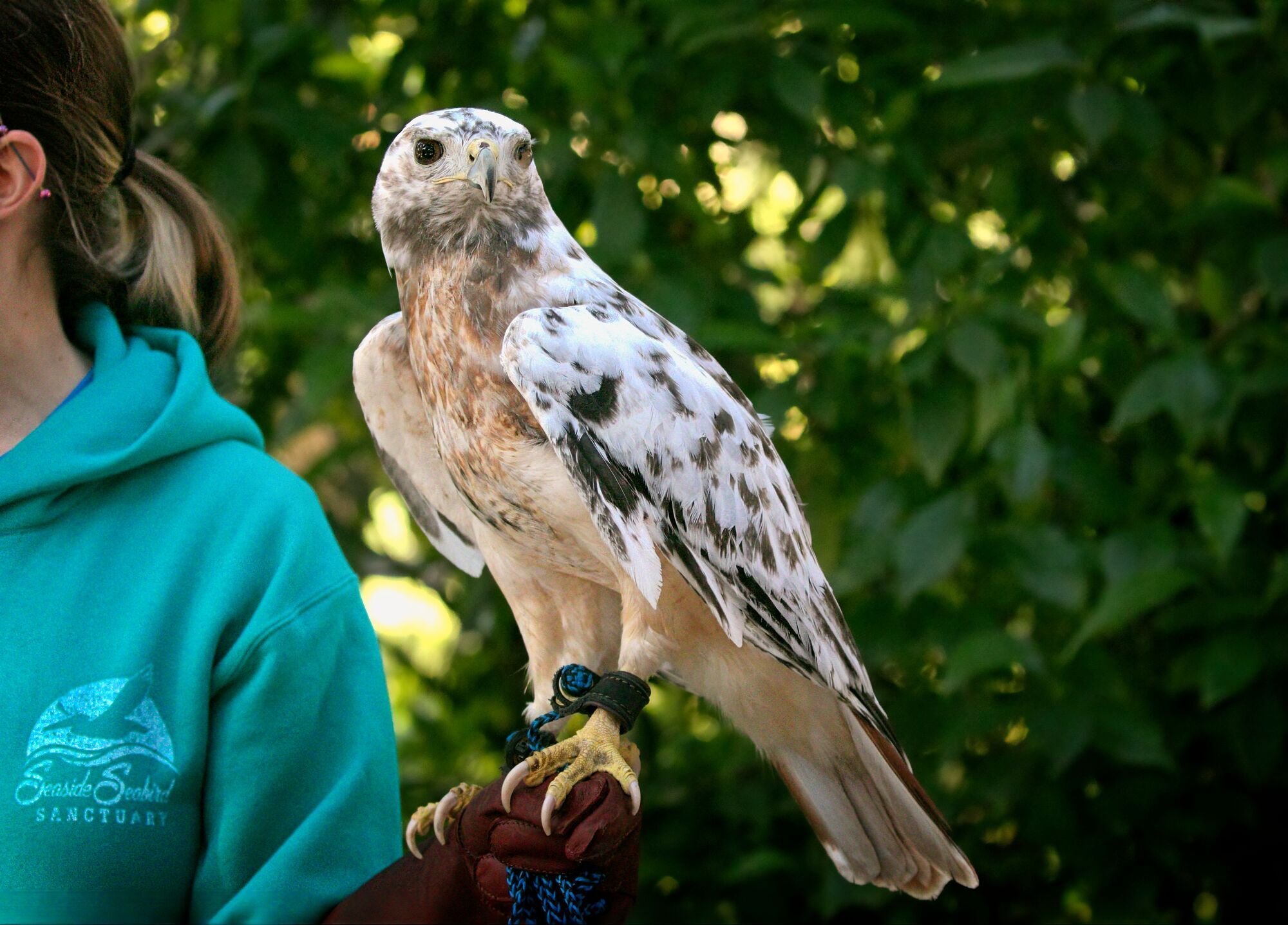 Spiritual Meanings of Having Hawk as Your Spirit Animal