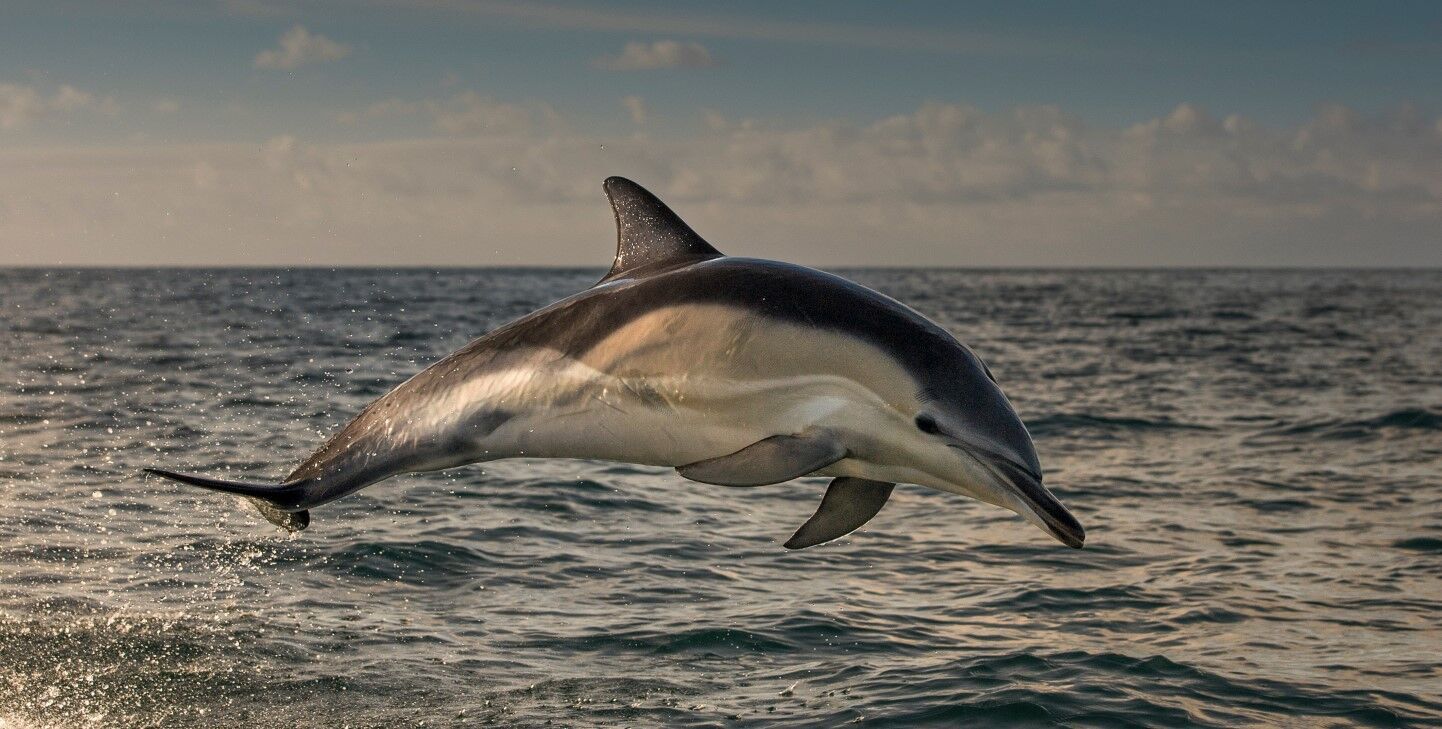 Spirit Animal Dolphin: Discover the True Spiritual Power of the Totem