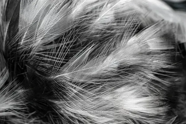 Explaining the Powerful Symbolism Behind Grey and White Feathers