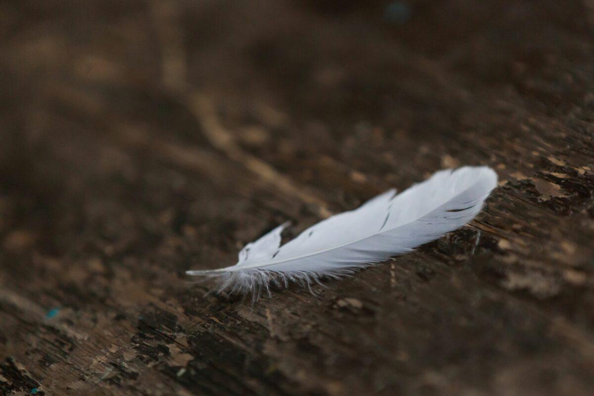 Explaining the Powerful Symbolism Behind Grey and White Feathers