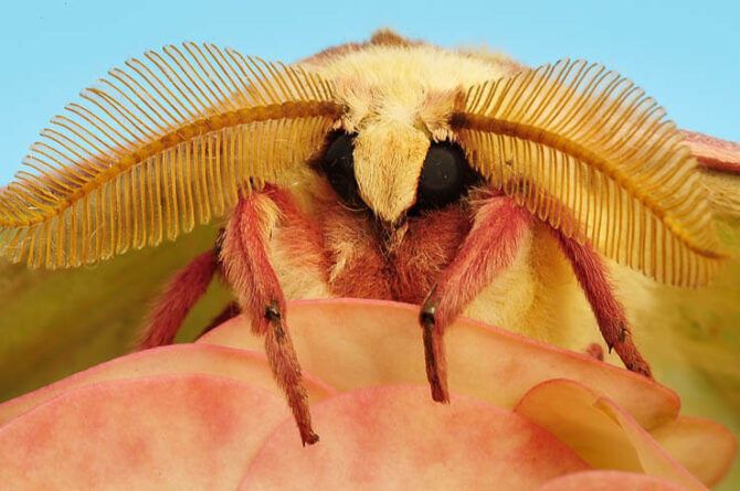 Spiritual Significance of Seeing Luna Moth