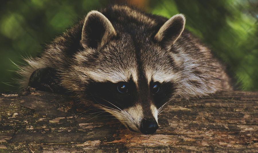 Spiritual Meaning of Raccoon in Dream: An In-Depth Guide