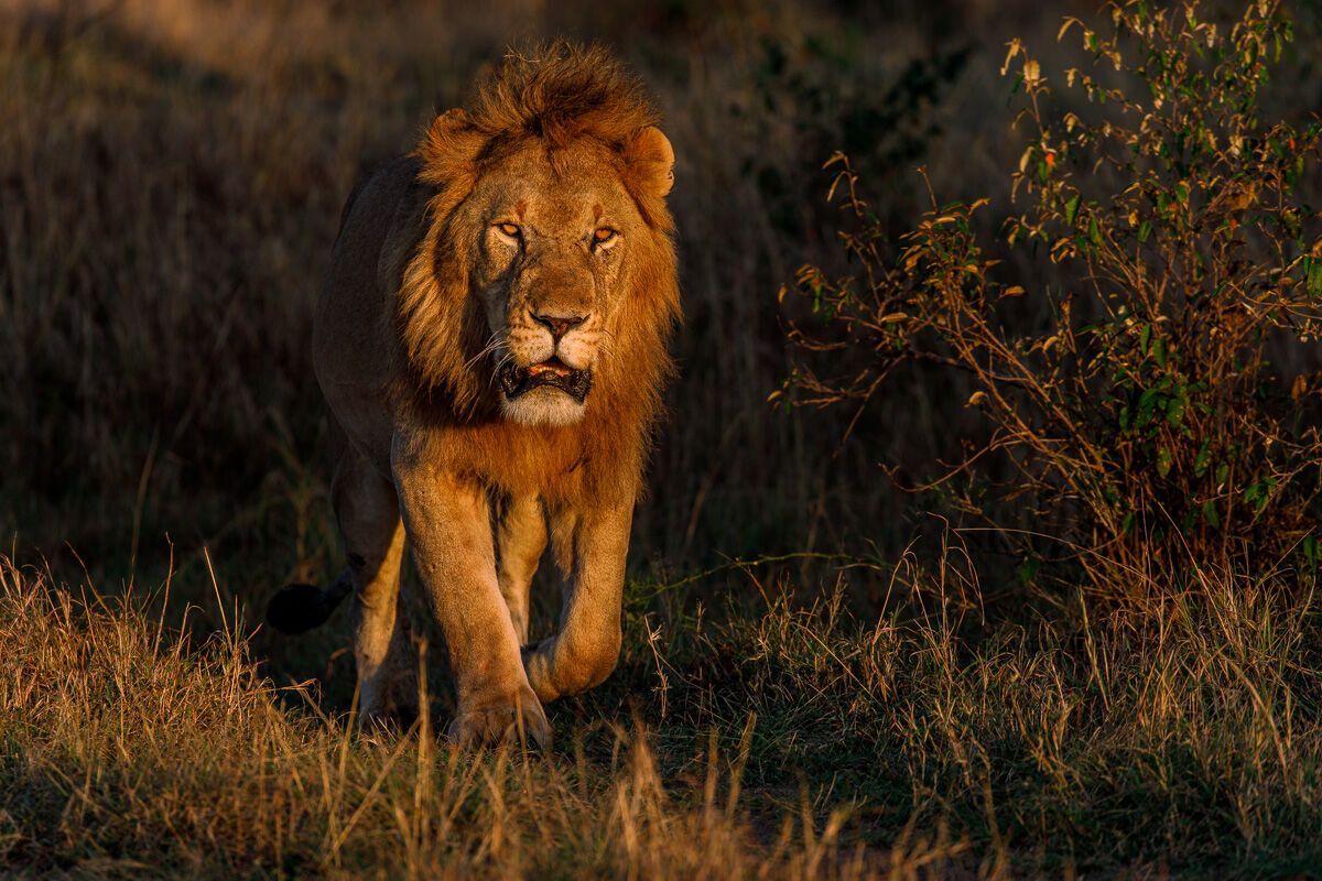 What Lion Symbolizes as Spirit Animal