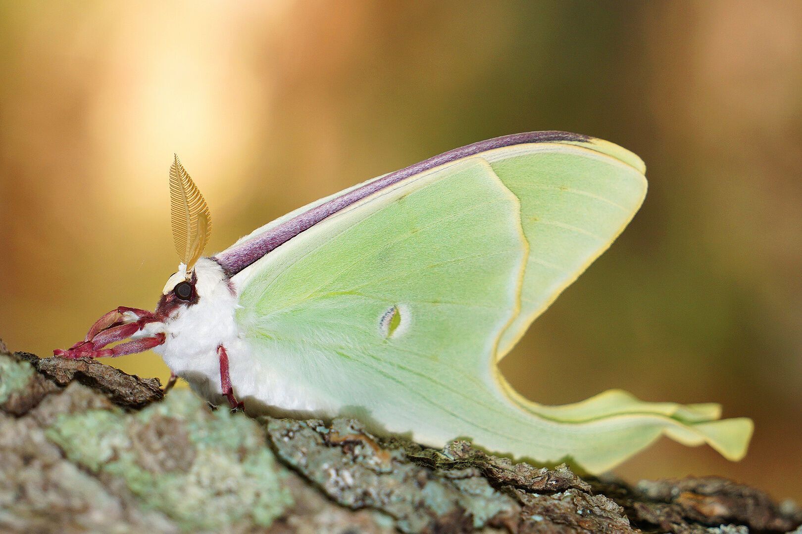 Spiritual Significance of Seeing Luna Moth