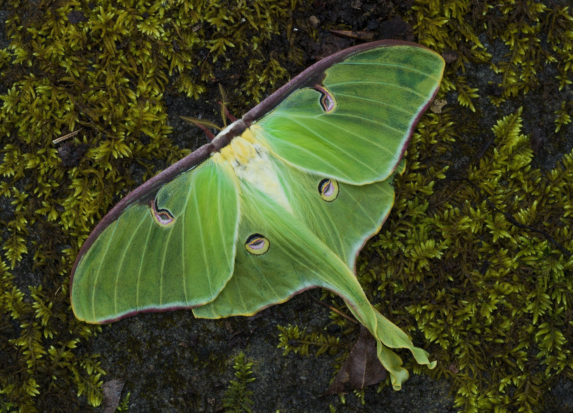 Spiritual Significance of Seeing Luna Moth