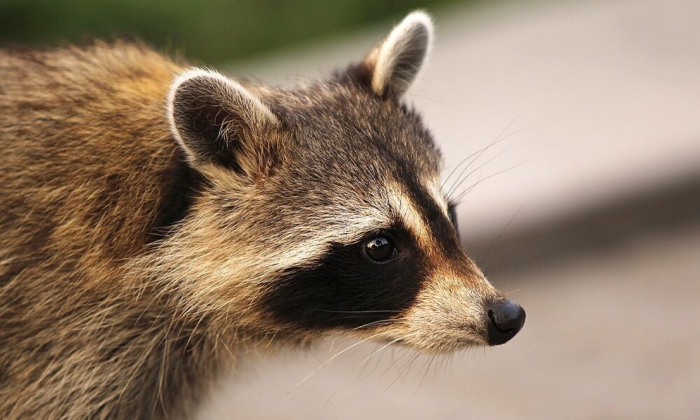 Spiritual Meaning of Raccoon in Dream: An In-Depth Guide