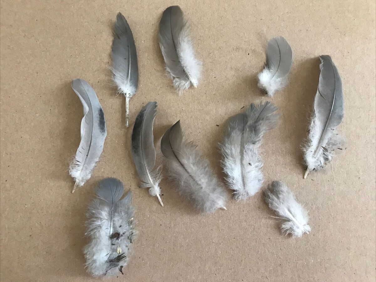 Explaining the Powerful Symbolism Behind Grey and White Feathers