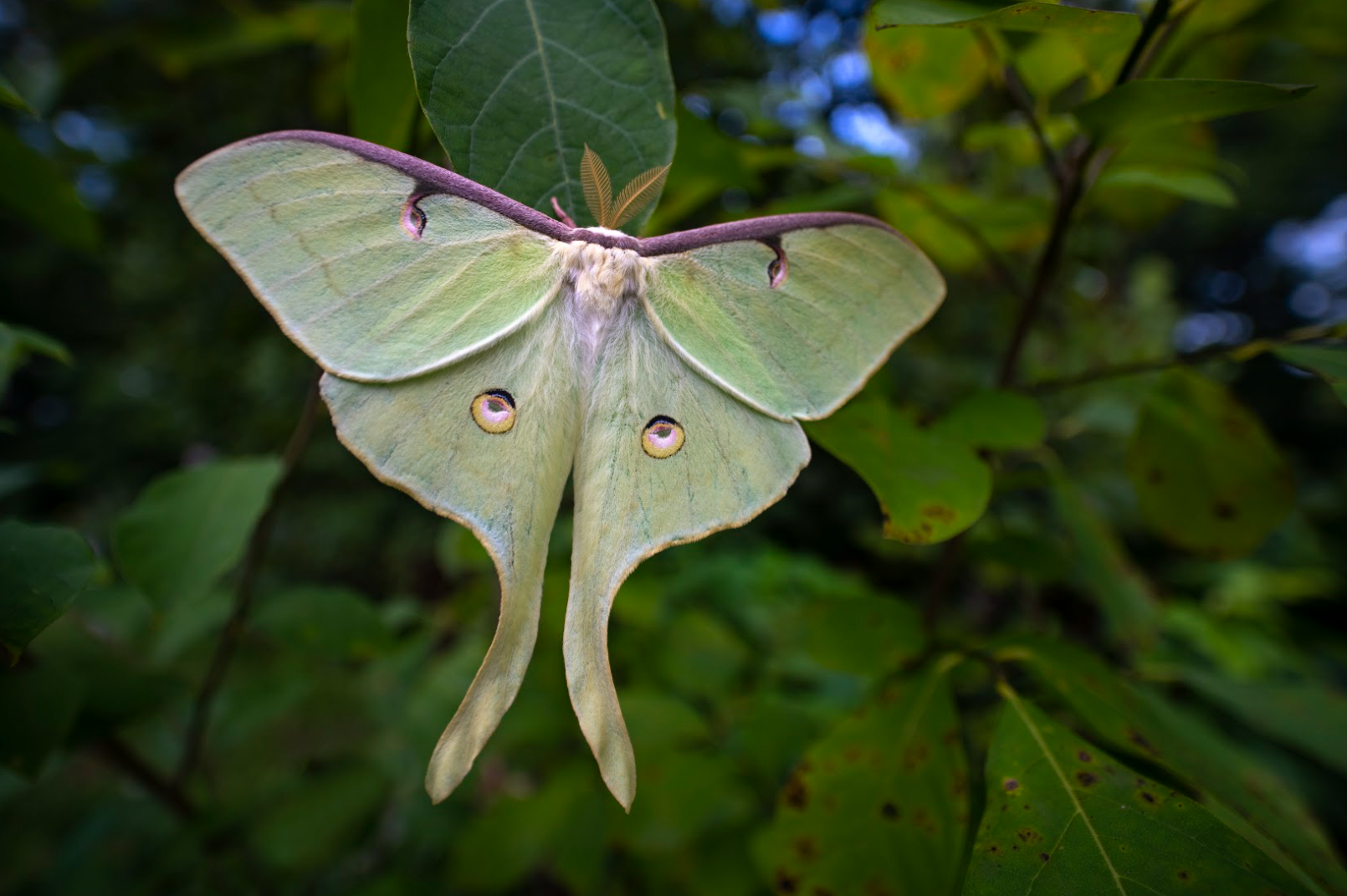 Spiritual Significance of Seeing Luna Moth