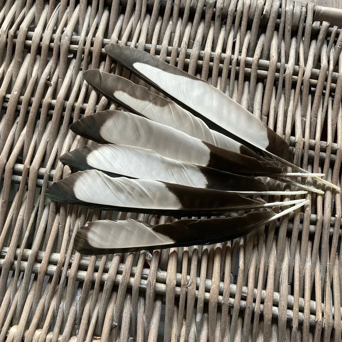 The Symbolism Behind Black and White Feathers Explained