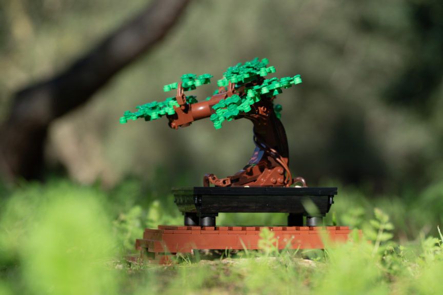 A Complete Breakdown of Bonsai Tree Symbolism: Spiritual Meanings, History and More