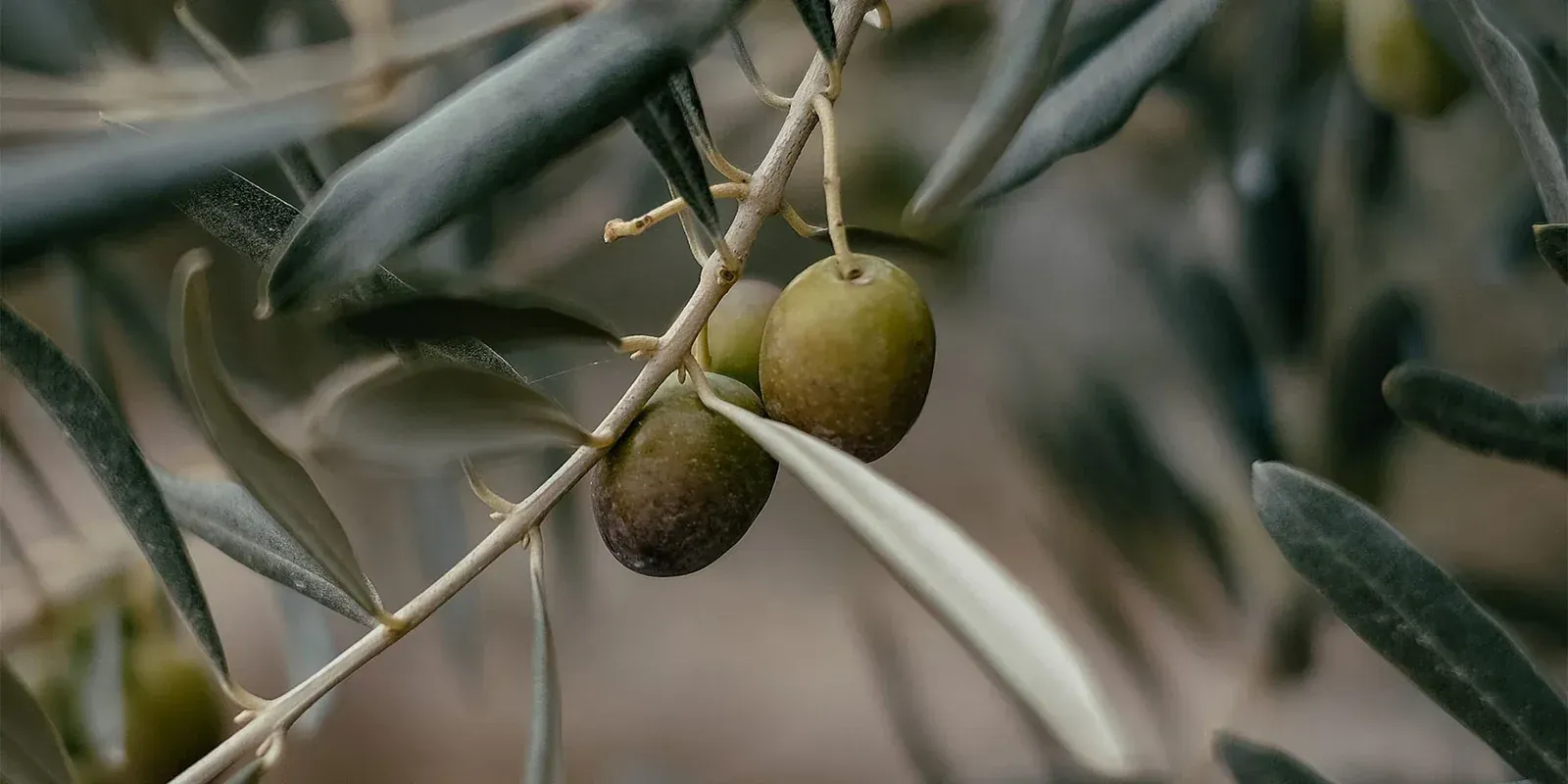 What Olive Tree Means Spiritually: Full Interpretation