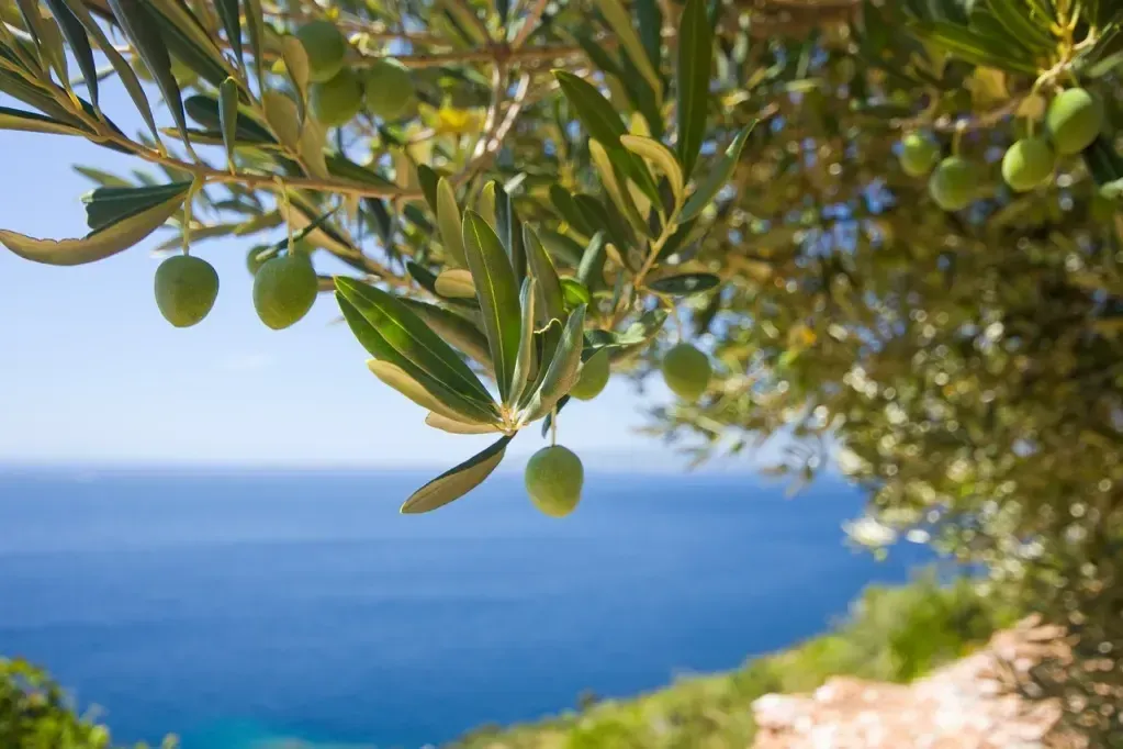 What Olive Tree Means Spiritually: Full Interpretation