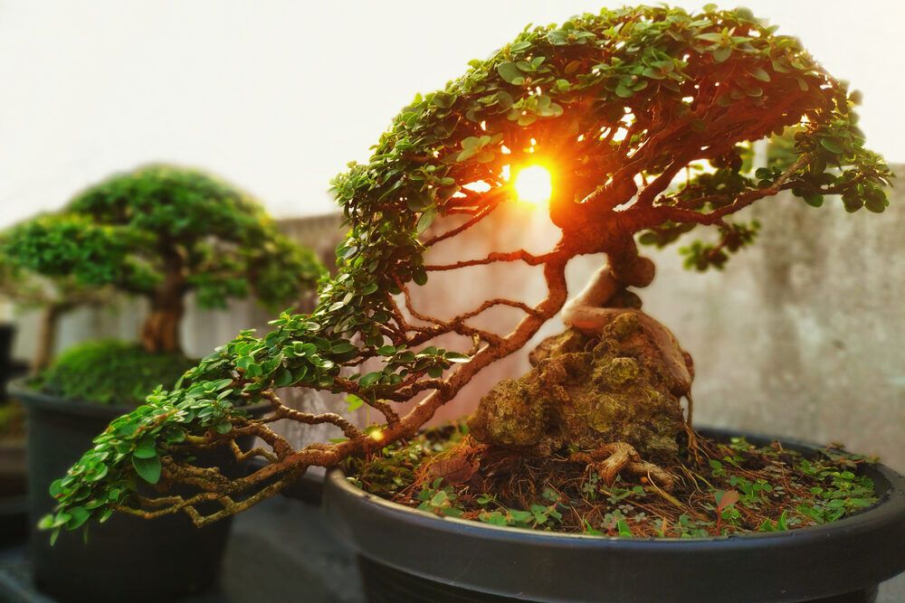 A Complete Breakdown of Bonsai Tree Symbolism: Spiritual Meanings, History and More