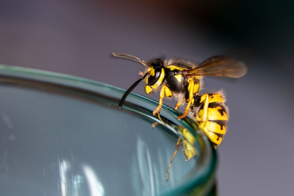 Full Spiritual Breakdown of Wasps: Symbolism, Meaning in Art and More