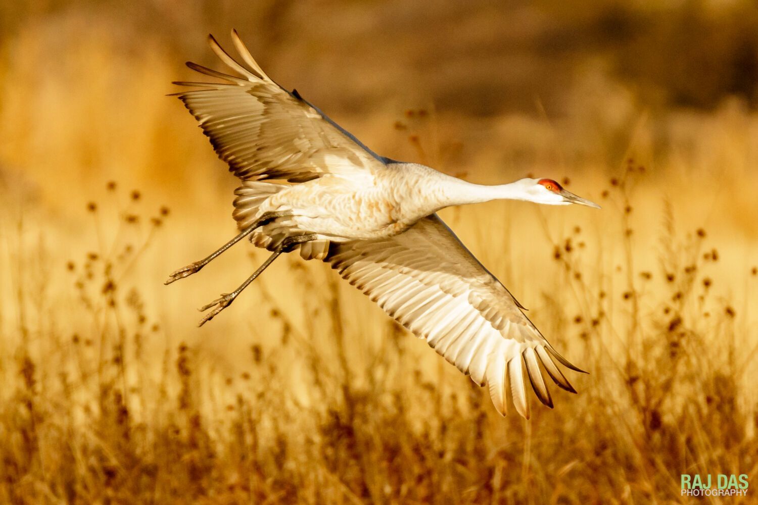 Symbolism and Spiritual Significance of Cranes