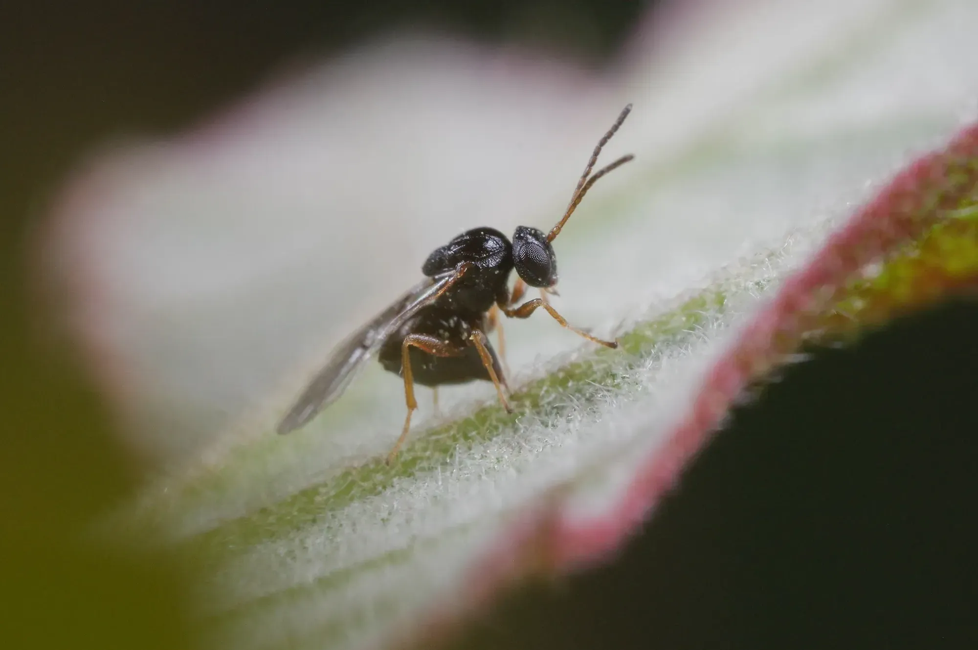 Full Spiritual Breakdown of Wasps: Symbolism, Meaning in Art and More