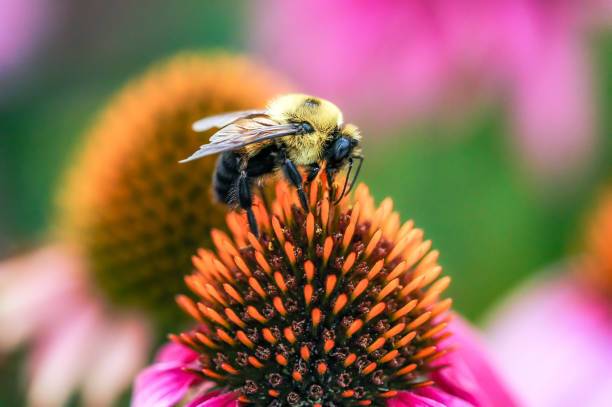 What Bumblebees Signify Spiritually: A Complete Analysis