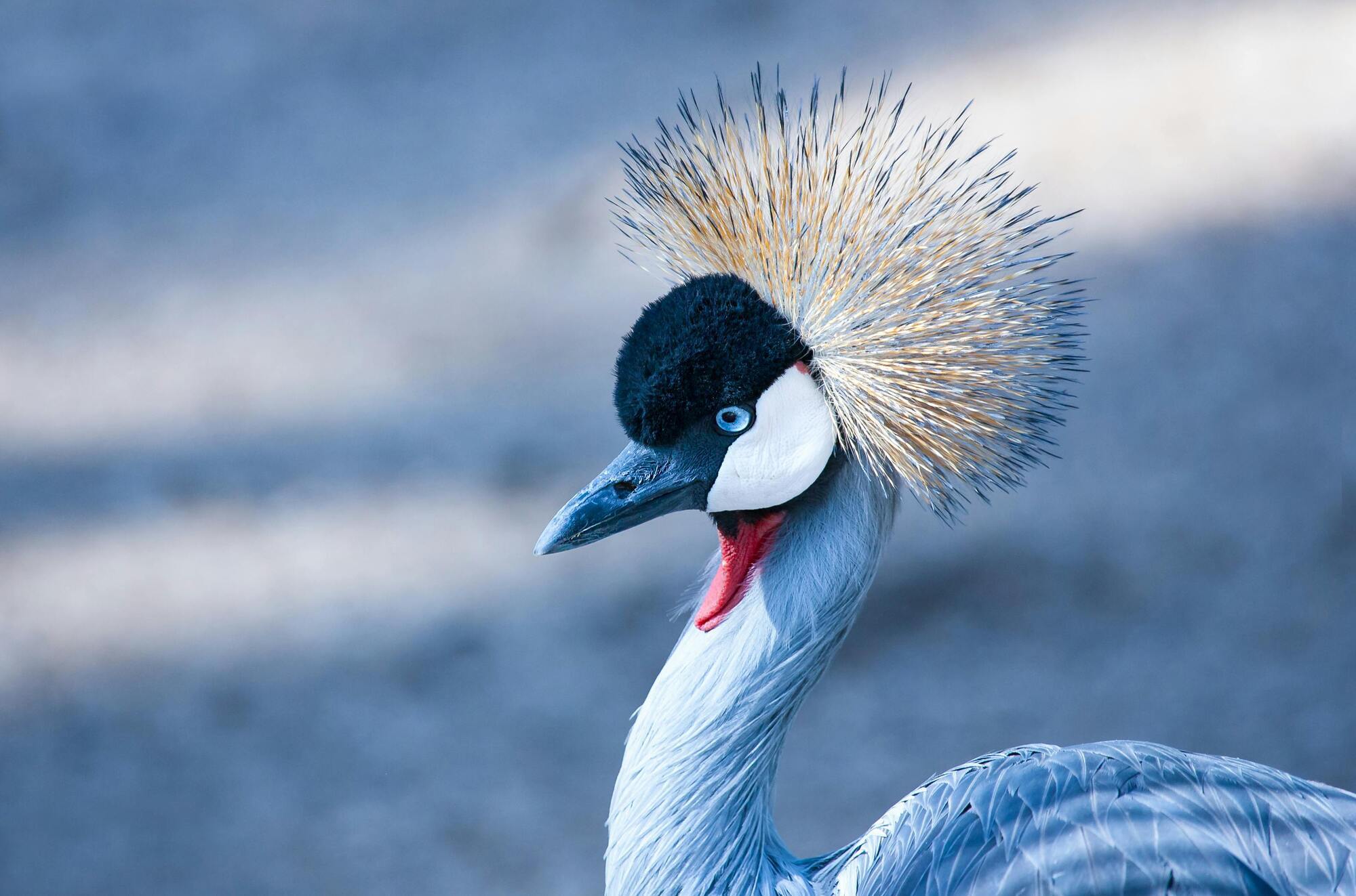 Symbolism and Spiritual Significance of Cranes