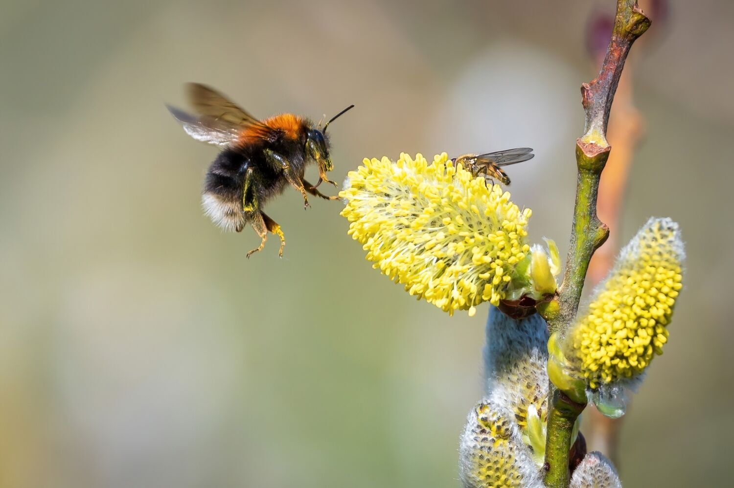 What Bumblebees Signify Spiritually: A Complete Analysis