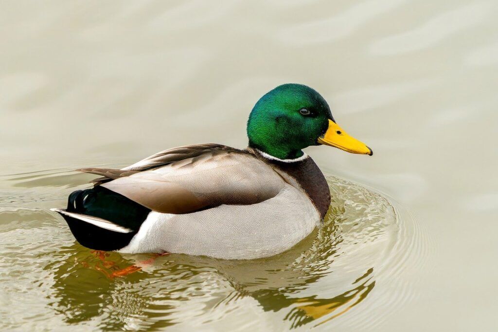 The Spiritual Meaning of Duck in Dream: A Comprehensive Guide