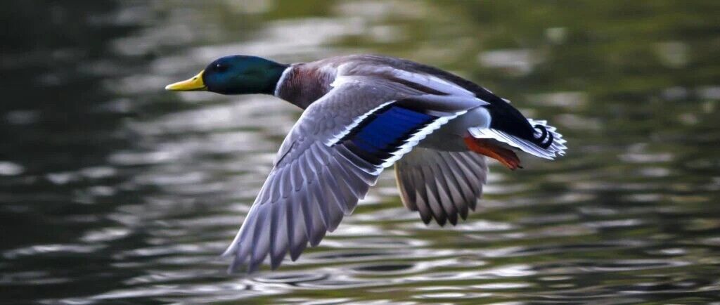 The Spiritual Meaning of Duck in Dream: A Comprehensive Guide | SSP Daily