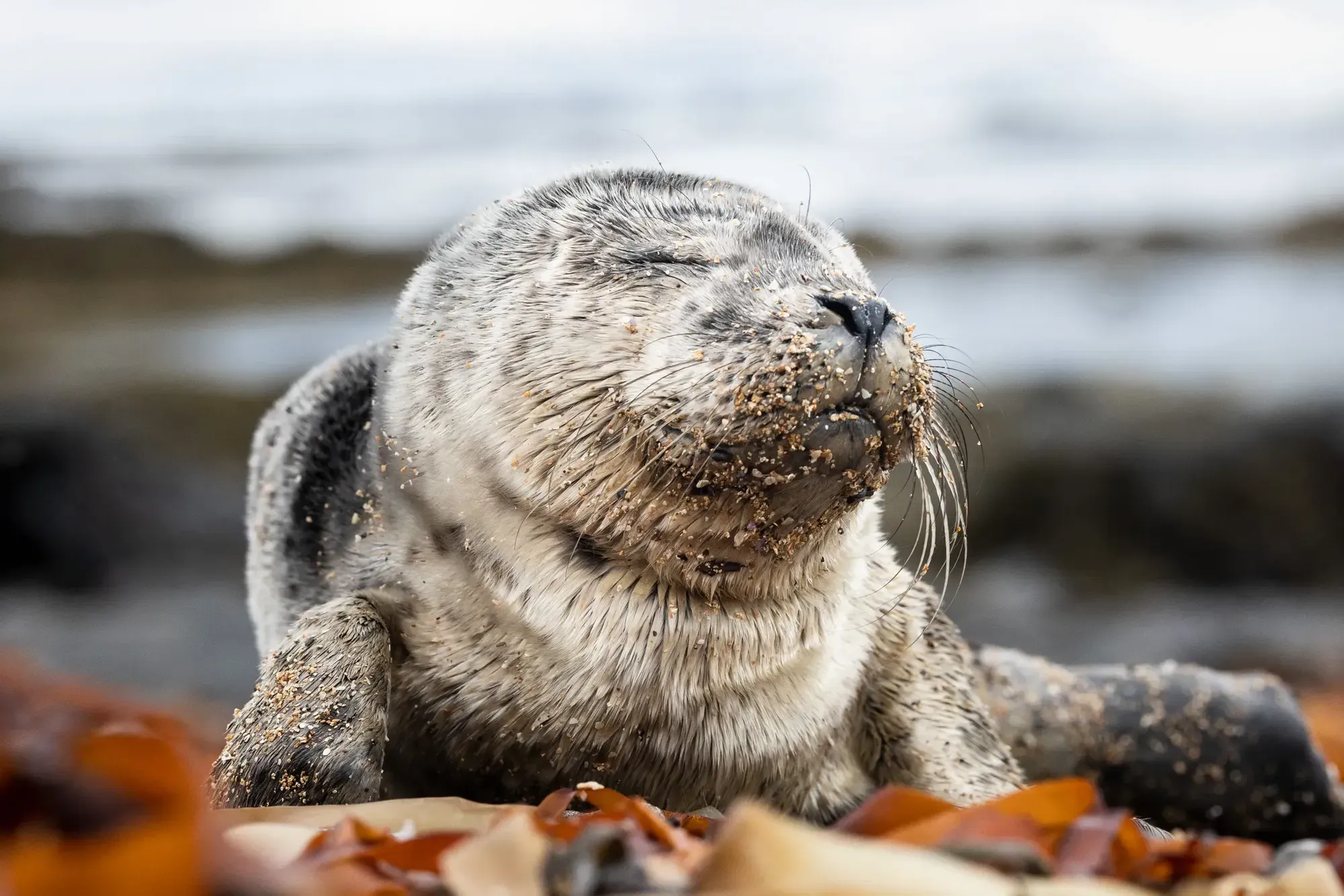 Seal Spirit Animal: Discovering the Power of Your Totem