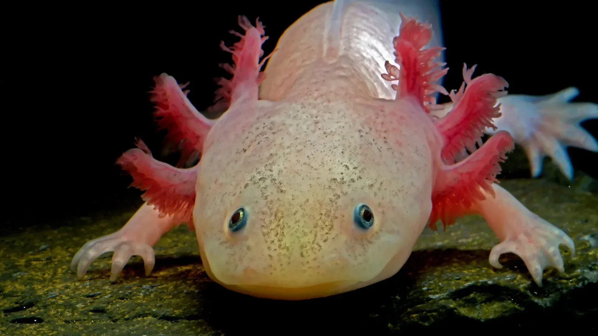 Axolotl Symbolism and Meaning