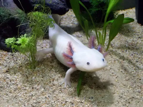 Axolotl Symbolism and Meaning