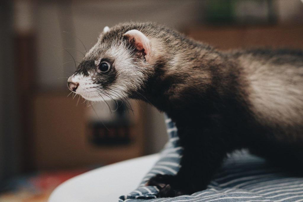 Ferret Spirit Animal Symbolism