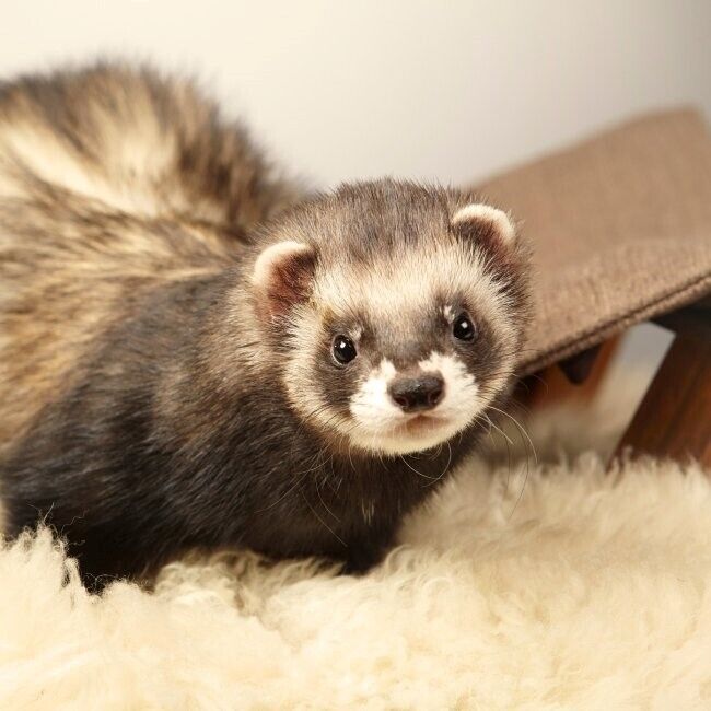 Ferret Spirit Animal Symbolism