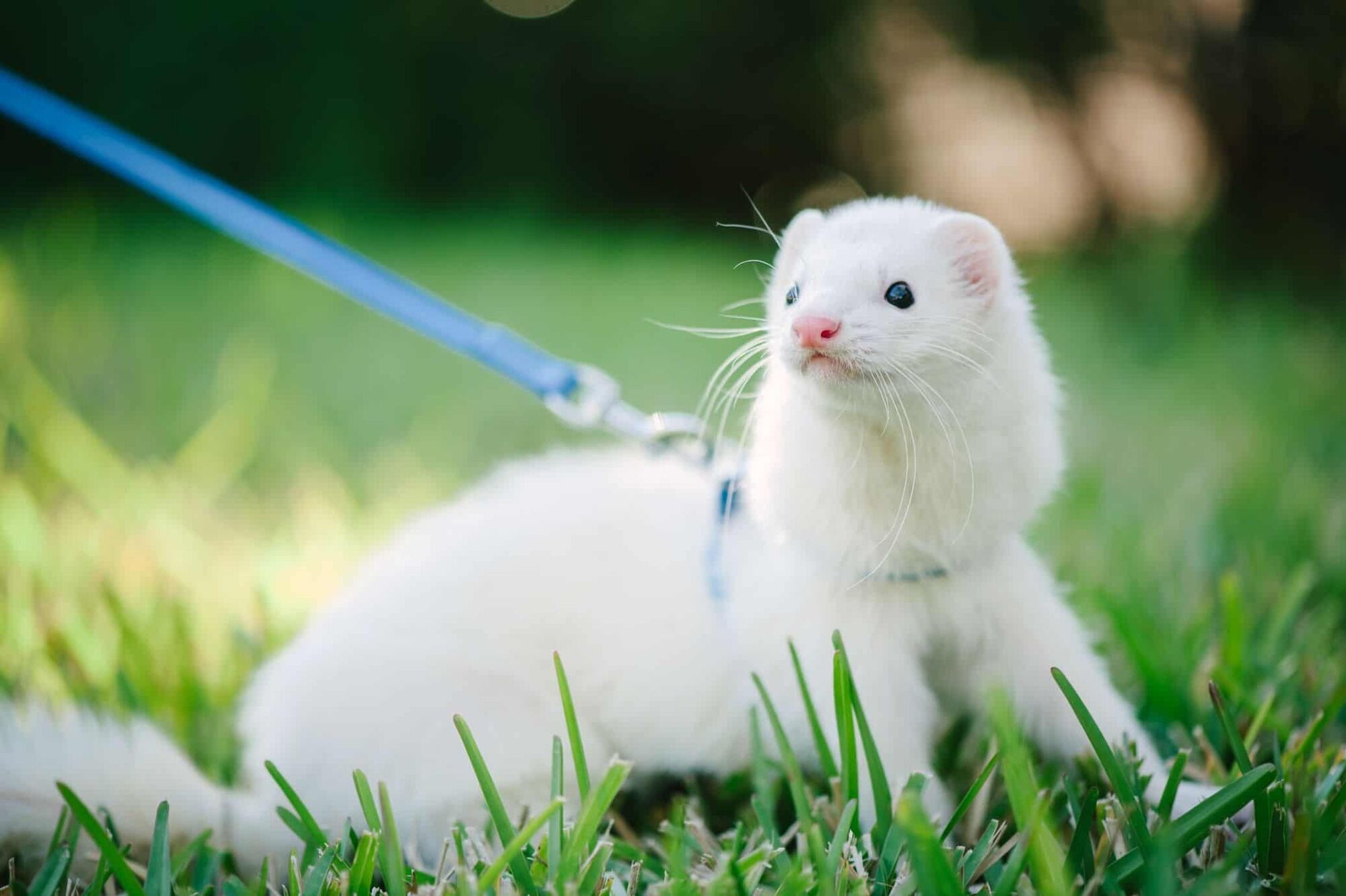 Ferret Spirit Animal Symbolism