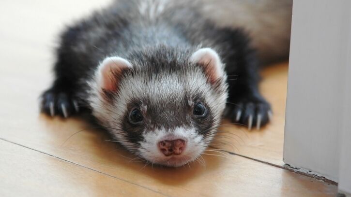 Ferret Spirit Animal Symbolism