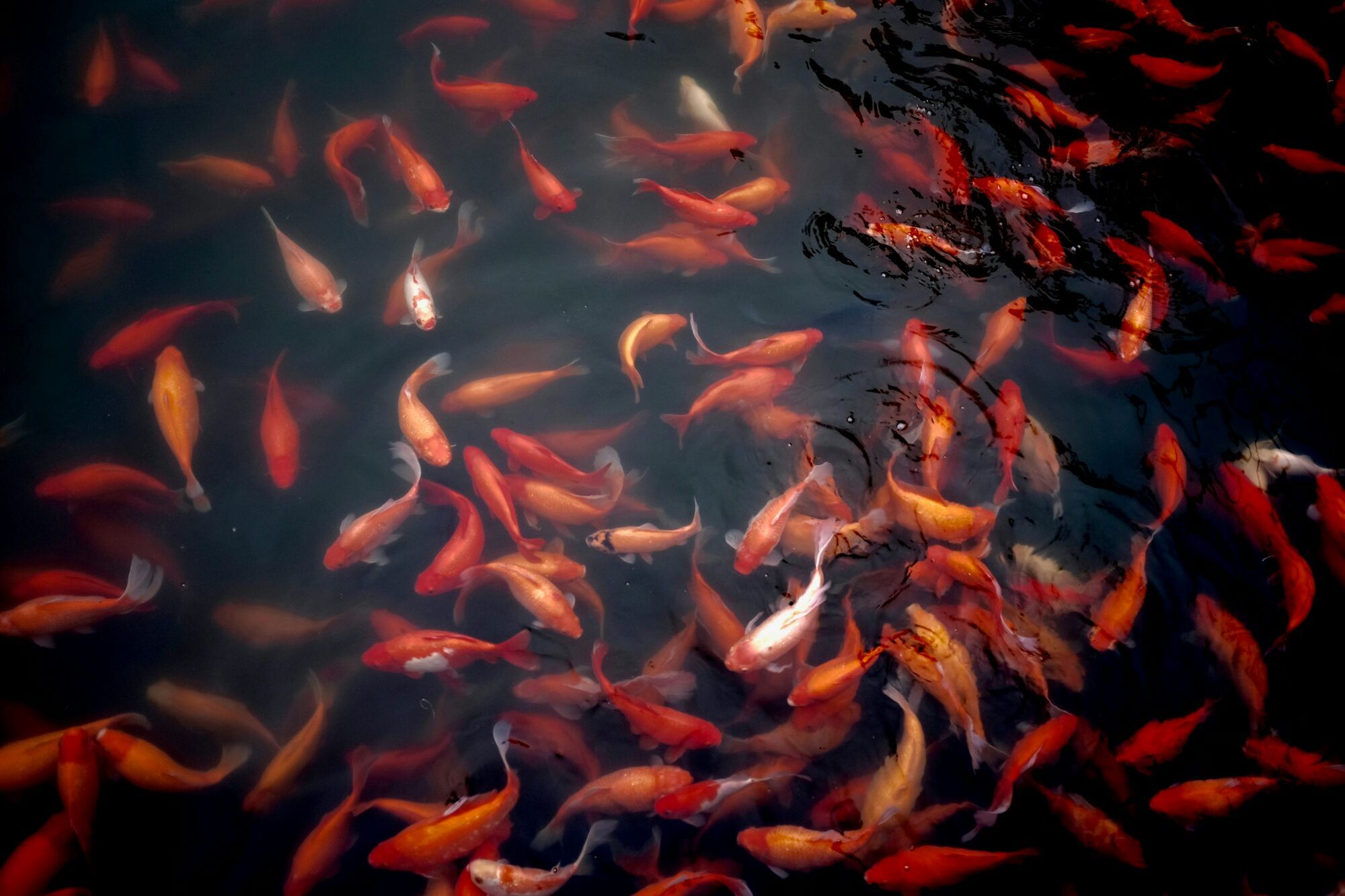 Understanding the Meaning Behind Fish Pond Dreams