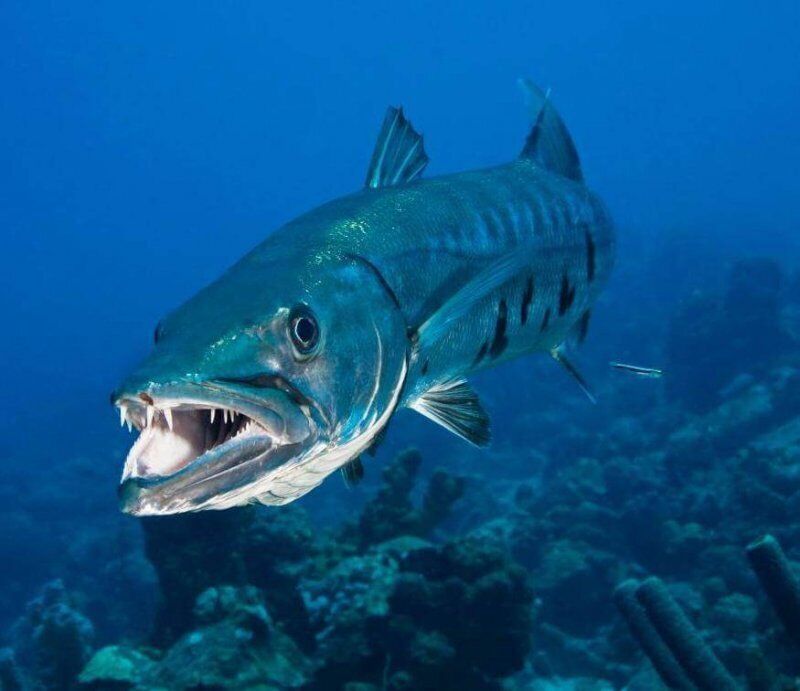 Barracuda Spirit Animal Symbolism & Meaning