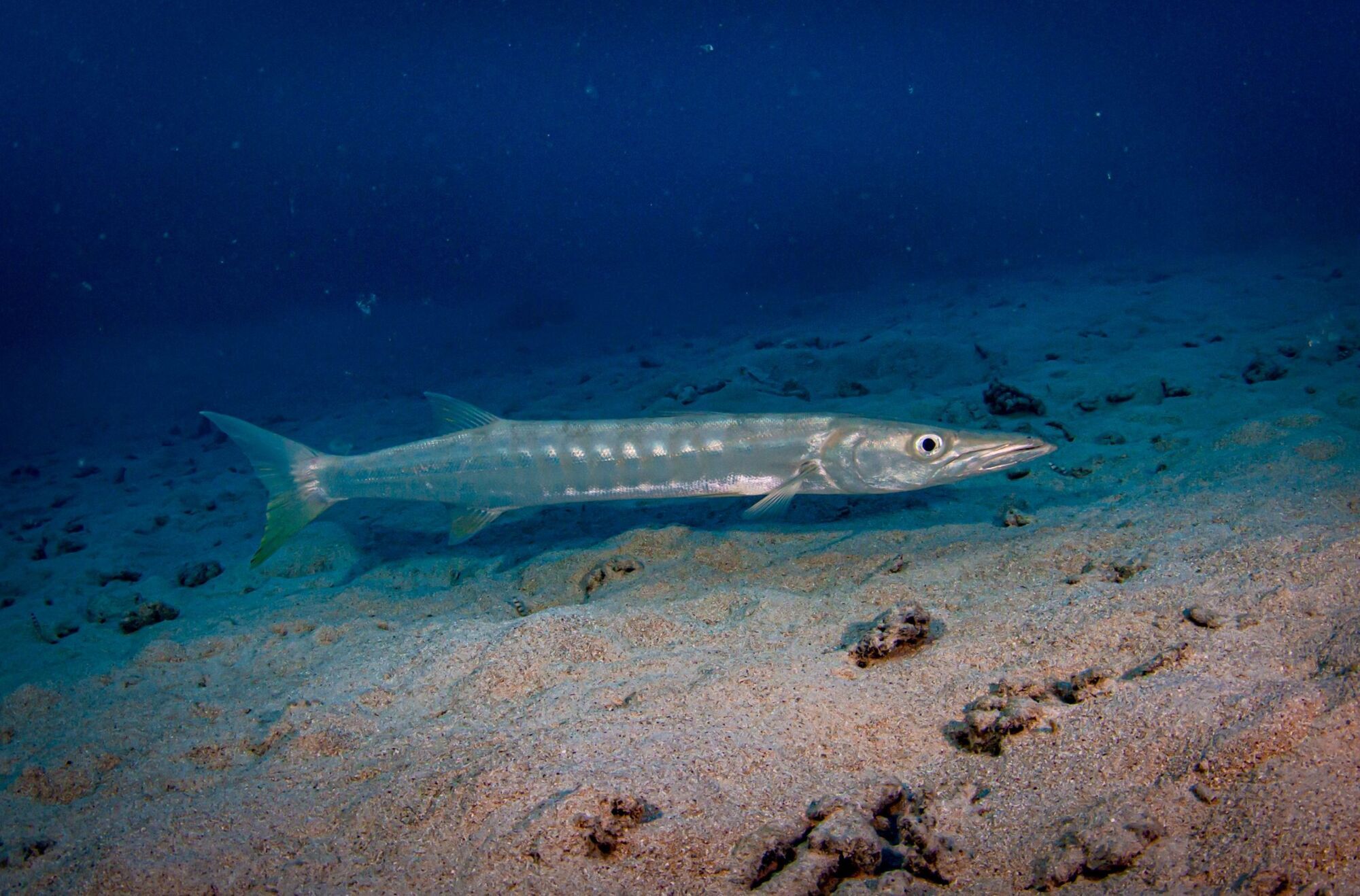 Barracuda Spirit Animal Symbolism & Meaning