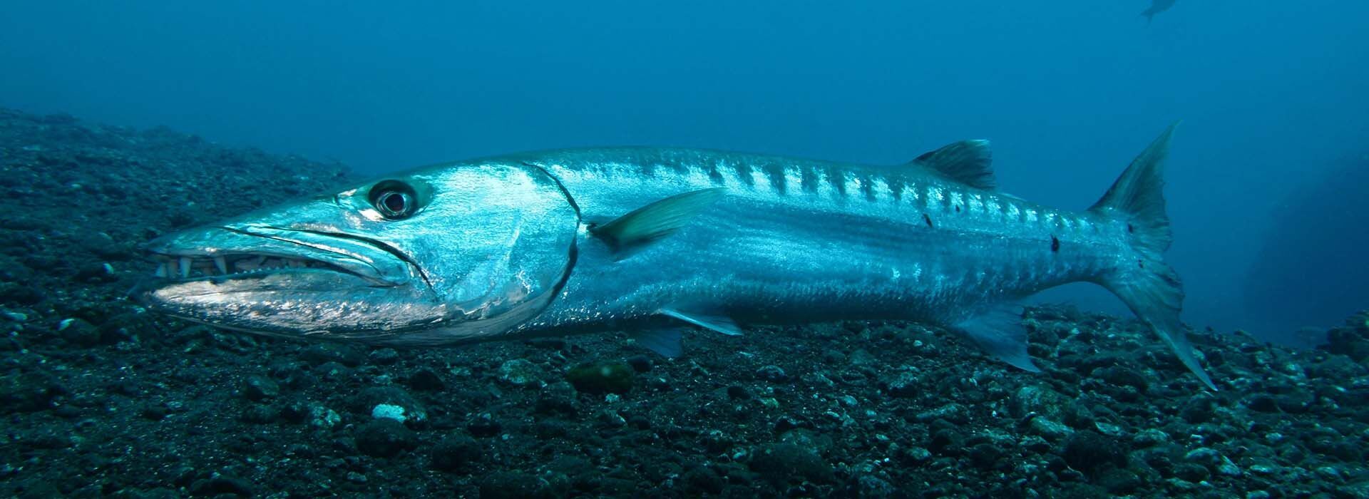 Barracuda Spirit Animal Symbolism & Meaning