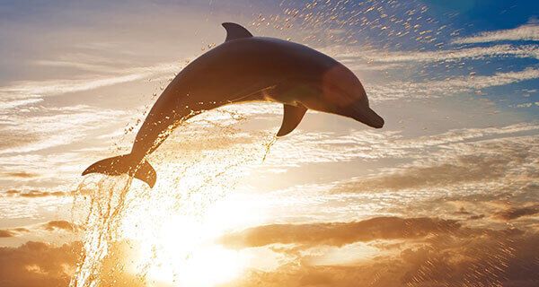 The Spiritual Meaning of Dolphins in Dreams: An In-Depth Guide