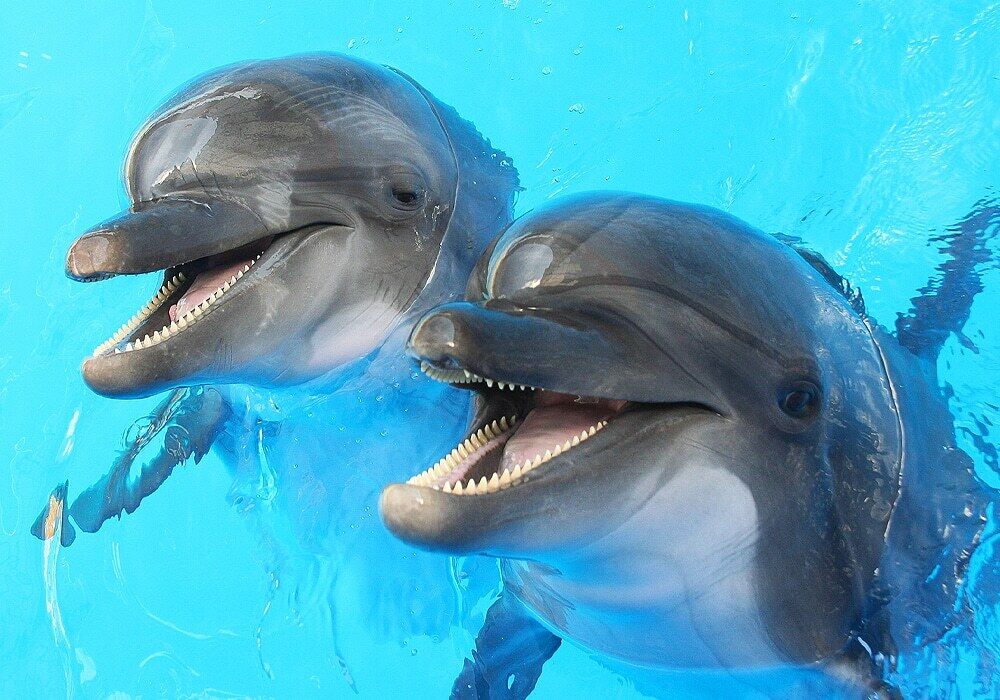 The Spiritual Meaning of Dolphins in Dreams: An In-Depth Guide