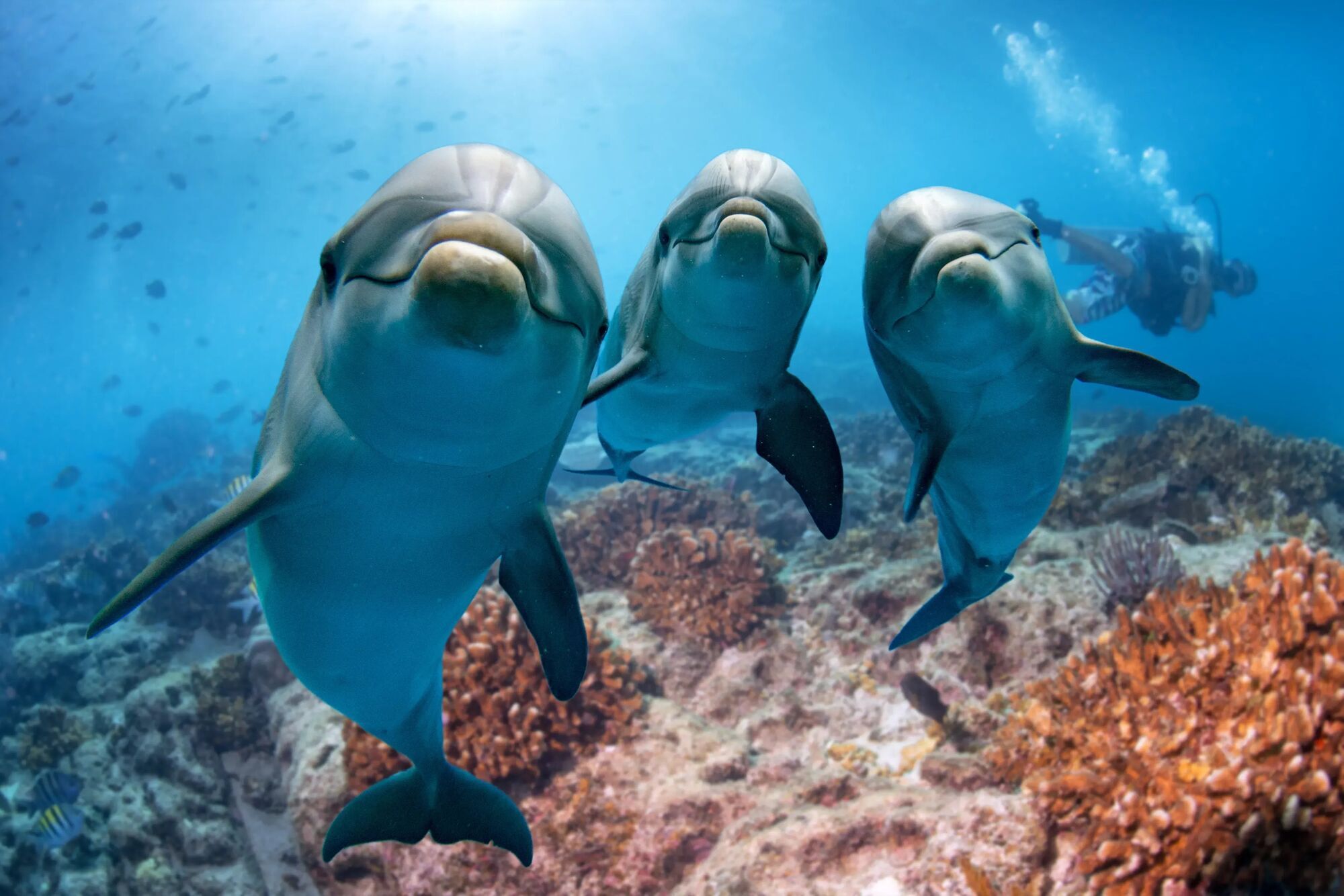 The Spiritual Meaning of Dolphins in Dreams: An In-Depth Guide