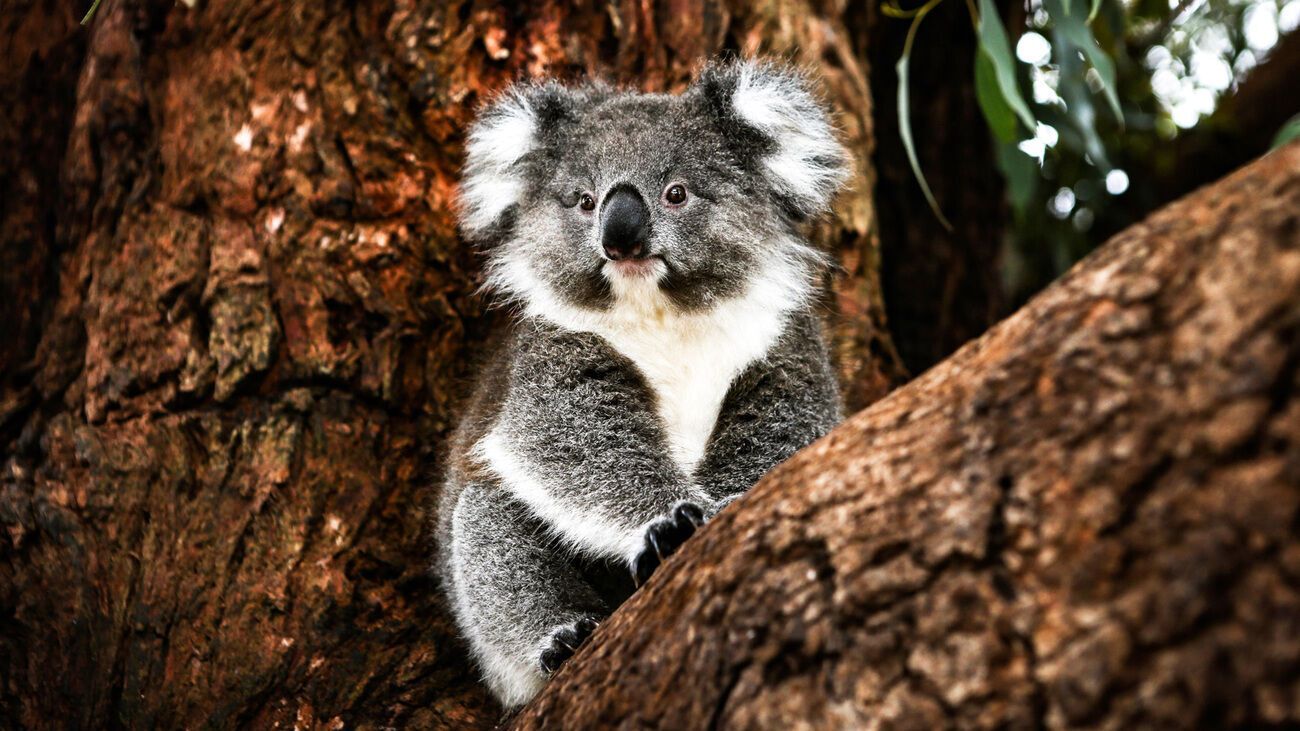 Spirit Animal Koala: Symbolism and Hidden Power