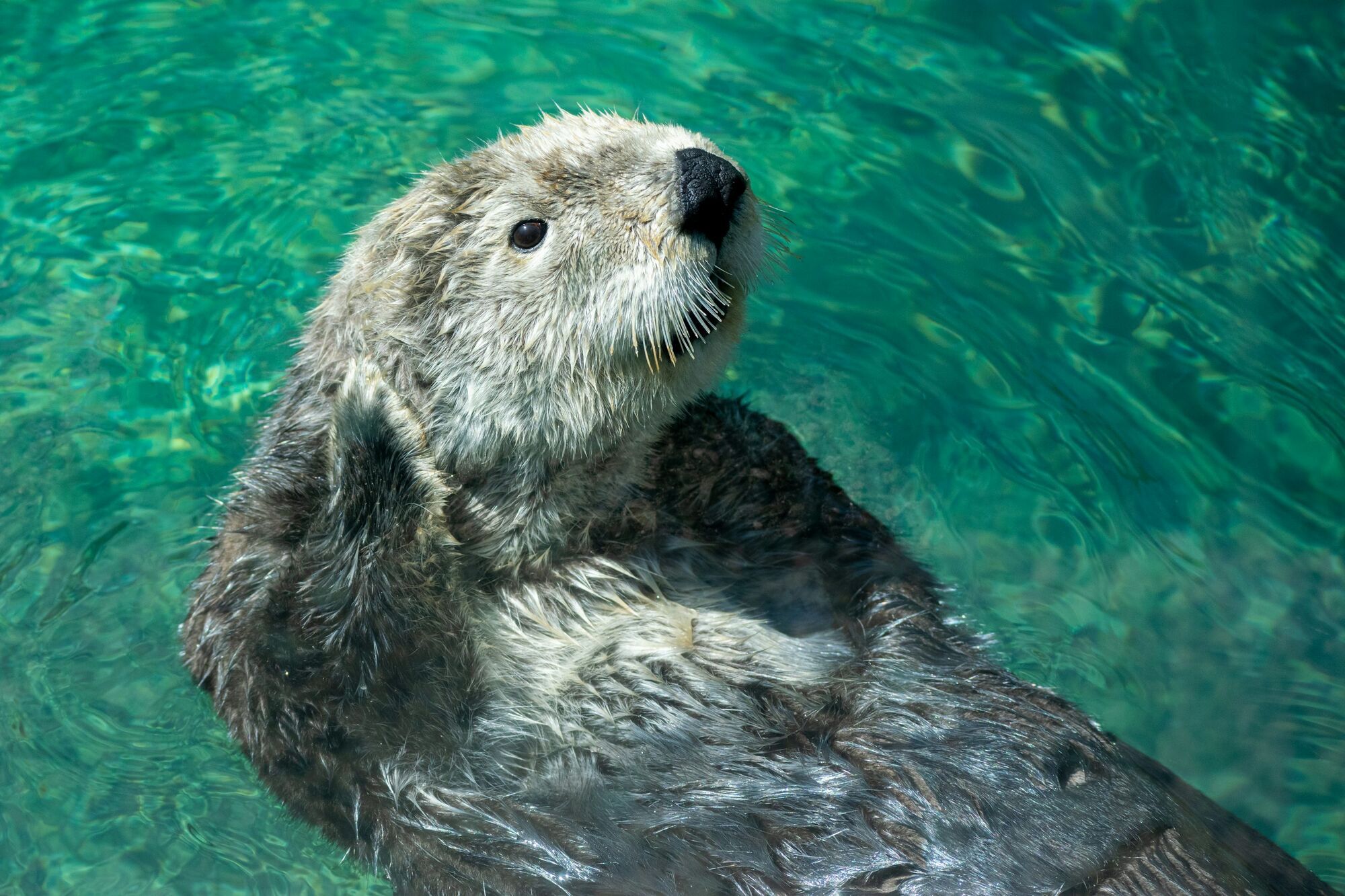 Spiritual Meanings of Having Otter as Your Totem Animal