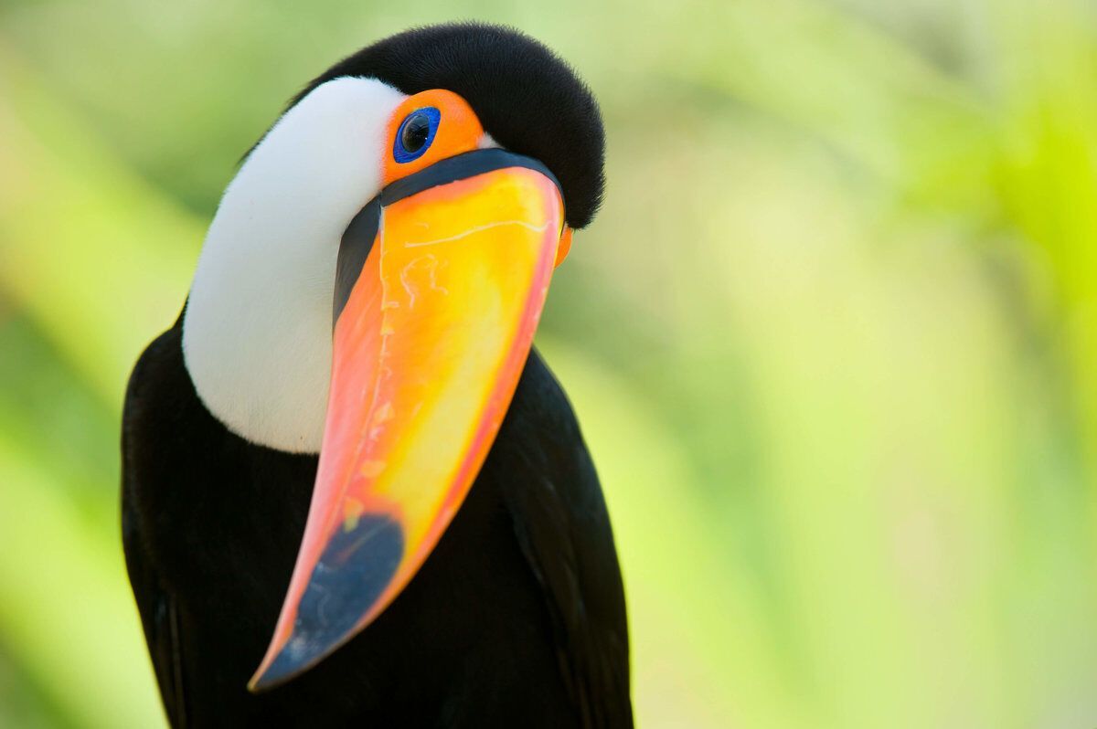 Toucan Spirit Animal: What Does a Toucan Symbolize?