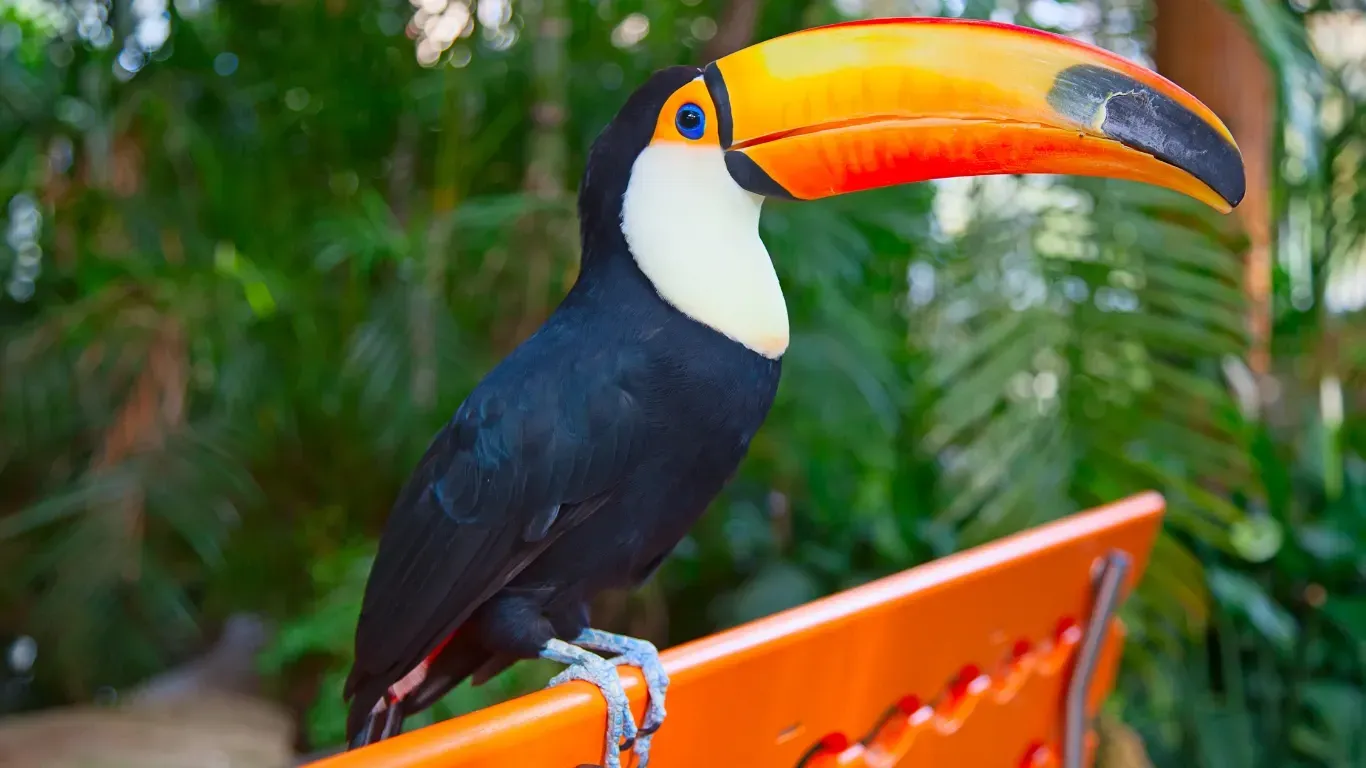 Toucan Spirit Animal: What Does a Toucan Symbolize?