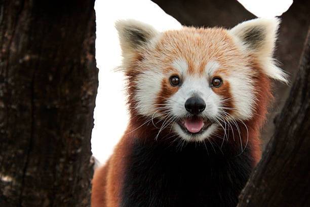 Red Panda Spirit Animal: What Does Your Totem Symbolize