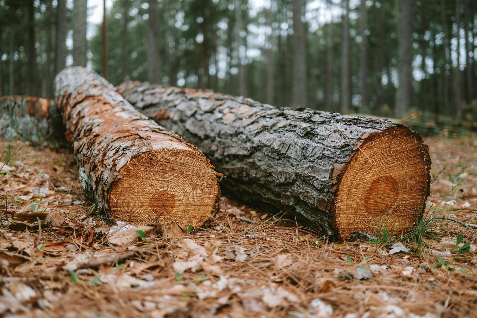 Cutting down trees