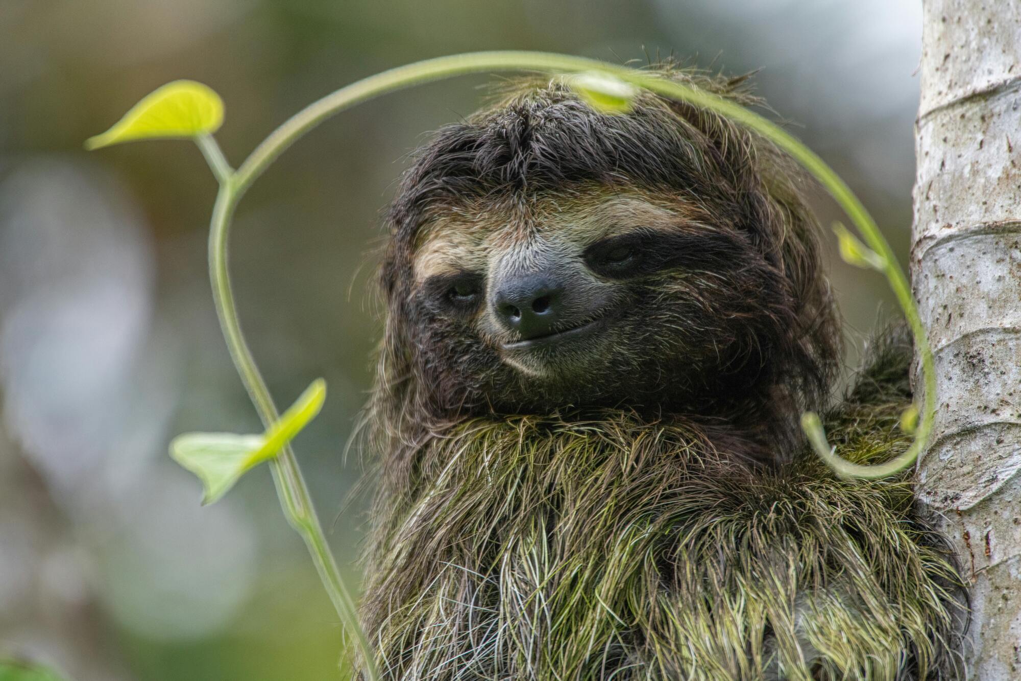 Spiritual Meanings of Sloth as Totem Animal